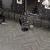 Клеевая ПВХ плитка Alpine floor Parquet LVT ECO16-8 Венге Грей