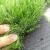 Искусственная трава Pelegrin 35